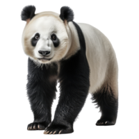 panda isolerat på transparent bakgrund . ai genererad png