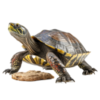 Turtle isolated on transparent background . AI Generated png