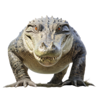 crocodilo isolado em transparente fundo . ai gerado png