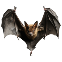 Bat isolated on transparent background . AI Generated png