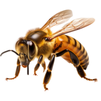 Beehive isolated on transparent background . AI Generated png