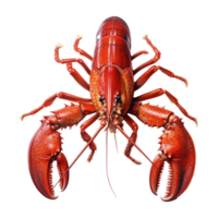 Lobster isolated on transparent background . AI Generated png