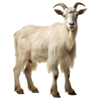 Goat isolated on transparent background . AI Generated png