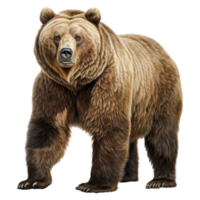 Grizzly Bär isoliert auf transparent Hintergrund . ai generiert png