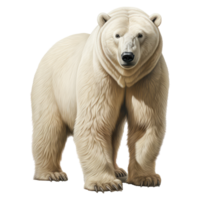 Polar bear isolated on transparent background . AI Generated png