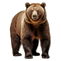 Grizzly Bär isoliert auf transparent Hintergrund . ai generiert png