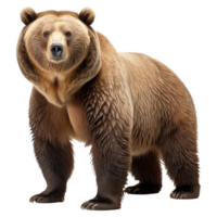 Grizzly bear isolated on transparent background . AI Generated png