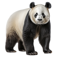 Panda bear isolated on transparent background . AI Generated png