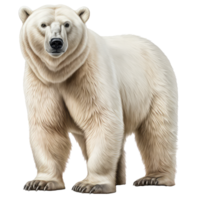 Polar bear isolated on transparent background . AI Generated png