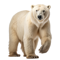 Polar- Bär isoliert auf transparent Hintergrund . ai generiert png