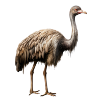 Ostrich isolated on transparent background . AI Generated png