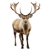 Reindeer isolated on transparent background . AI Generated png