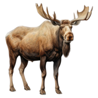 Moose isolated on transparent background . AI Generated png