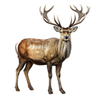 Reindeer isolated on transparent background . AI Generated png