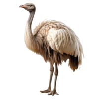 Ostrich isolated on transparent background . AI Generated png