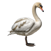 cisne aislado en transparente antecedentes . ai generado png