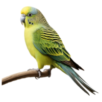 Parakeet bird isolated on transparent background . AI Generated png