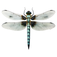 dragonfly isolated on transparent background . AI Generated png