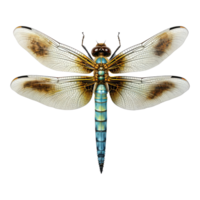 dragonfly isolated on transparent background . AI Generated png