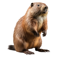 beaver isolated on transparent background . AI Generated png