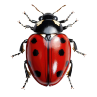 coccinelle isolé sur transparent Contexte . ai généré png