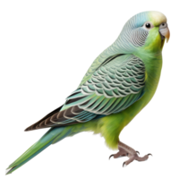 Parakeet bird isolated on transparent background . AI Generated png