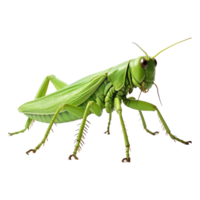 Grasshopper isolated on transparent background . AI Generated png