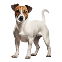 Jack Russell Terrier dog isolated on transparent background . AI Generated png