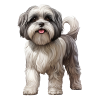 Shih Tzu dog isolated on transparent background . AI Generated png