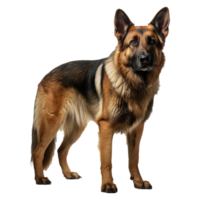 German Shepherd dog isolated on transparent background . AI Generated png