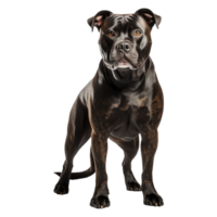 Staffordshire Stier Terrier Hund isoliert auf transparent Hintergrund . ai generiert png