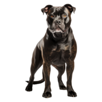 Staffordshire touro terrier cachorro isolado em transparente fundo . ai gerado png