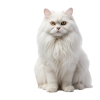 persisch Katze isoliert auf transparent Hintergrund . ai generiert png