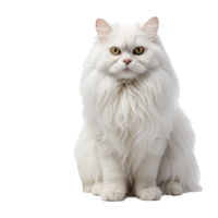 persisch Katze isoliert auf transparent Hintergrund . ai generiert png