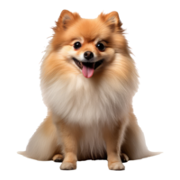 Pomeranian dog isolated on transparent background . AI Generated png