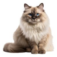 Ragdoll cat isolated on transparent background . AI Generated png