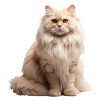 Persian cat isolated on transparent background . AI Generated png