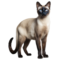 Siamese cat isolated on transparent background . AI Generated png