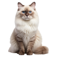 Ragdoll cat isolated on transparent background . AI Generated png