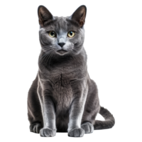 Russisch Blau Katze isoliert auf transparent Hintergrund . ai generiert png