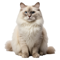 Ragdoll Katze isoliert auf transparent Hintergrund . ai generiert png