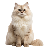 boneca de pano gato isolado em transparente fundo . ai gerado png