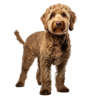 golden doodle dog isolated on transparent background . AI Generated png