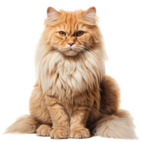 Persian cat isolated on transparent background . AI Generated png