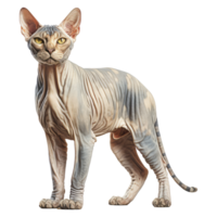 sphynx katt isolerat på transparent bakgrund . ai genererad png