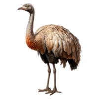 ostrich isolated on transparent background . AI Generated png