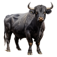 negro angus vaca aislado en transparente antecedentes . ai generado png