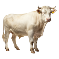 Charolais cow isolated on transparent background . AI Generated png