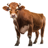 Holstein vaca aislado en transparente antecedentes . ai generado png