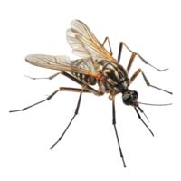 mosquito aislado en transparente antecedentes . ai generado png